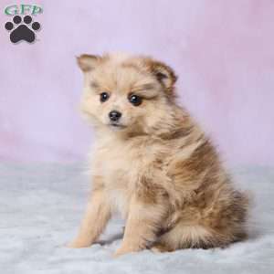 Blossom, Pomeranian Puppy